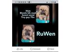 Ru Wen Sam SH D2024 in MS Shih Tzu Puppy Male