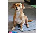 Chloe $475 Dachshund Young Female