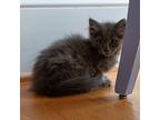 Leila Domestic Mediumhair Kitten Female