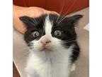 Rocky Domestic Shorthair Kitten Male
