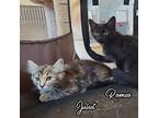 Romeo Domestic Mediumhair Kitten Male