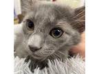 Charcoal Russian Blue Kitten Male