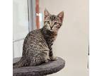 Tatiana Domestic Shorthair Kitten Female