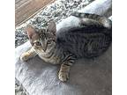 Daemon Domestic Shorthair Kitten Male