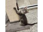 Travis Domestic Shorthair Kitten Male