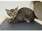 Colin Domestic Longhair Kitten Male