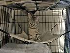 Pancake Domestic Shorthair Kitten Female