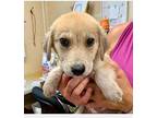 Blondie Shepherd (Unknown Type) Puppy Female