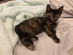 Glitter Domestic Shorthair Kitten Female