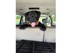 Adopt Mickey (Baby Wigglebutts) a Labrador Retriever, Pit Bull Terrier
