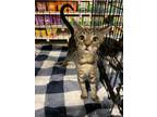 Adopt Jerry a Domestic Short Hair