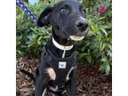 Adopt Golden Oak pup 2/Linus a Labrador Retriever, Border Collie