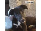 Adopt Golden Oak pup 4/Franklin a Labrador Retriever, Border Collie