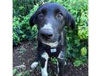 Adopt Golden Oak pup 3/Charlie Brown a Labrador Retriever, Border Collie