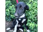 Adopt Golden Oak pup 1/Schroeder a Labrador Retriever, Border Collie