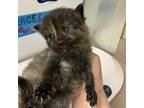 Kyoshi Domestic Shorthair Kitten Female