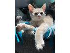 Han Domestic Shorthair Kitten Male
