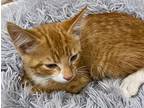 Toe Domestic Shorthair Kitten Male