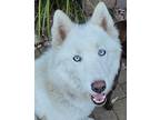 Princess Jasmine Husky Adult Female