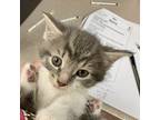 Leia Domestic Shorthair Kitten Female