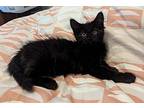 Janis Domestic Mediumhair Kitten Female