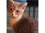 Chloe Domestic Shorthair Kitten Female