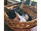 Sox Domestic Shorthair Kitten Male