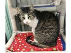 Fariba Domestic Shorthair Senior Female