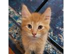 Frito Domestic Longhair Kitten Male