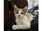 Walnut Domestic Shorthair Kitten Female