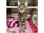 Luna Lovegood Domestic Shorthair Young Female