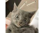 Skywalker Domestic Shorthair Kitten Male