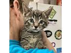 Tackle Domestic Shorthair Kitten Male