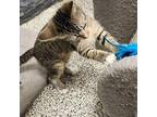 Coriander Domestic Shorthair Kitten Female