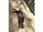 Lemmy American Pit Bull Terrier Young Male