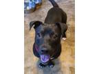 Adopt FRANKIE a Basset Hound