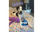 Galaxy Pointer Puppy Male
