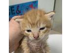 Shidoshi Domestic Shorthair Kitten Female