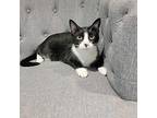 Bug Domestic Shorthair Adult Male