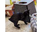 Ebony Domestic Shorthair Kitten Female