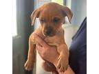 Firecracker Labrador Retriever Puppy Female