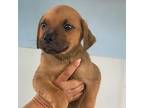 Bang Labrador Retriever Puppy Male