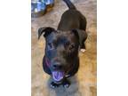 Adopt FRANKIE a Basset Hound