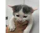 Melodies Domestic Shorthair Kitten Female