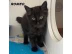 Juliet Domestic Mediumhair Kitten Female