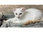 Boone Siamese Kitten Male