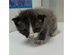Dojo Domestic Shorthair Kitten Male