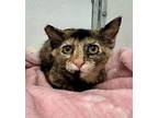 Penelope Domestic Longhair Kitten Female