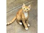 Crookshanks Domestic Shorthair Kitten Male