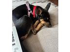 Eliza Jane $450 Miniature Pinscher Young Female